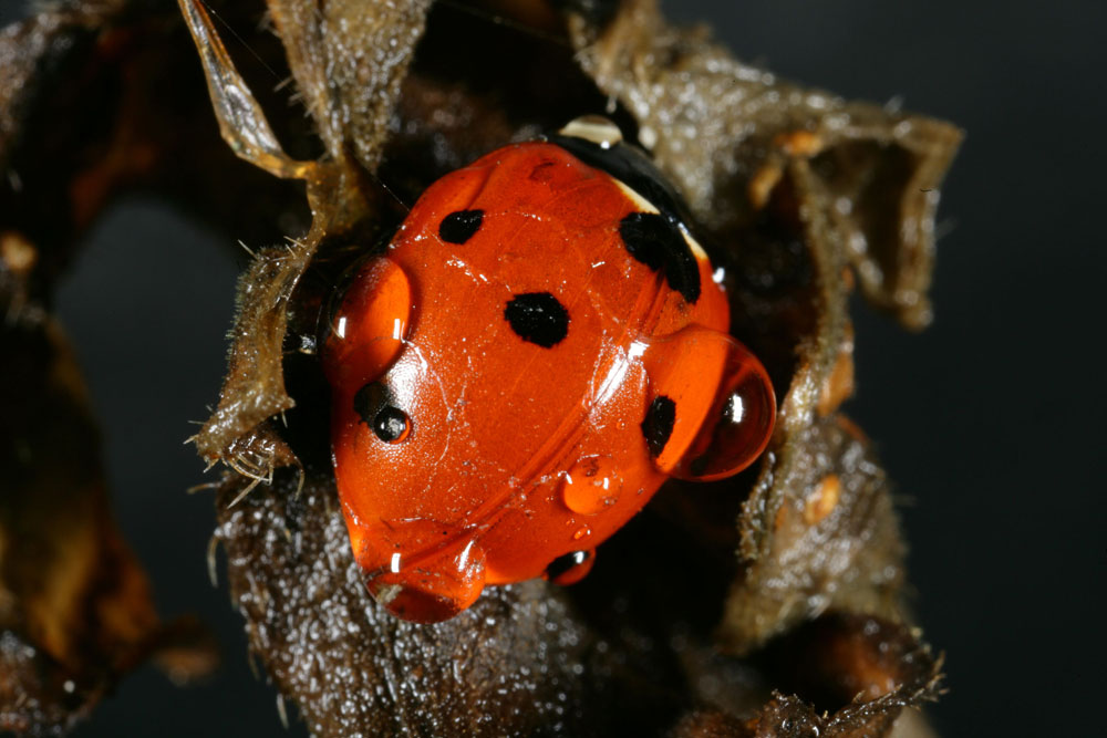 Doccia della coccinella