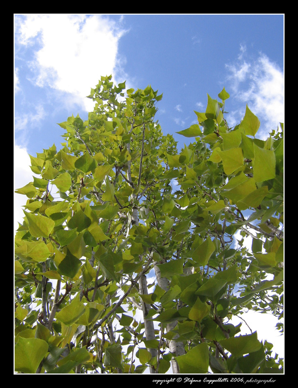 Grattacielo della natura