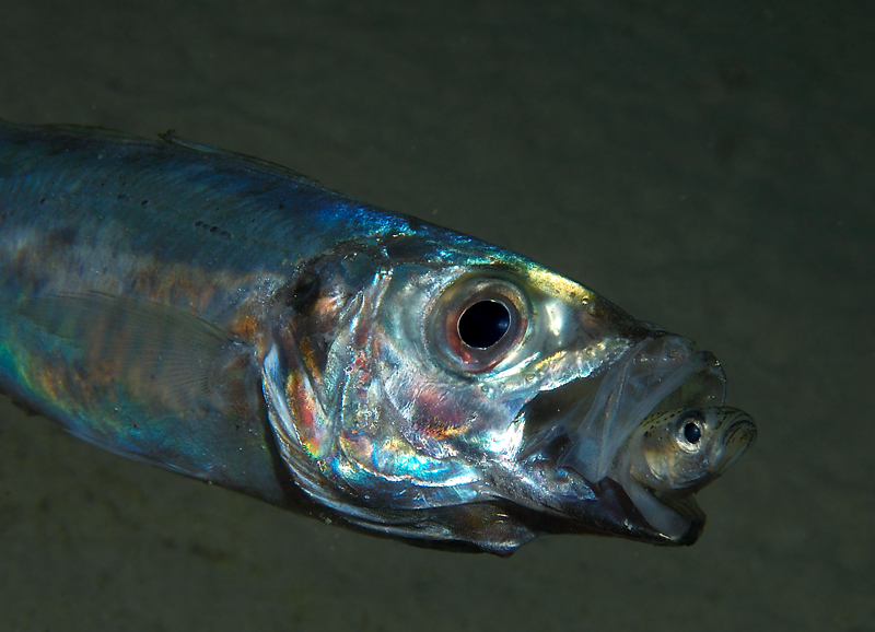 L'incontro del secolo