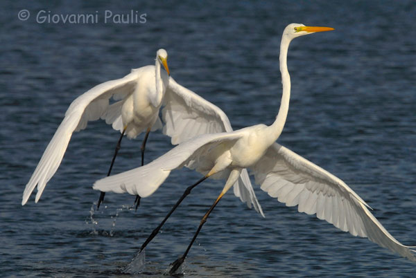 Va bene... vado via!