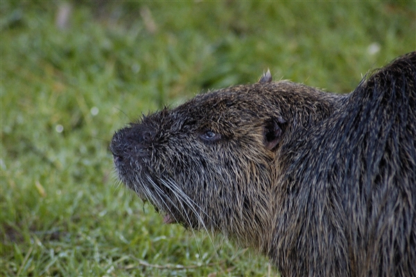 Nutria - Myocastor coypus