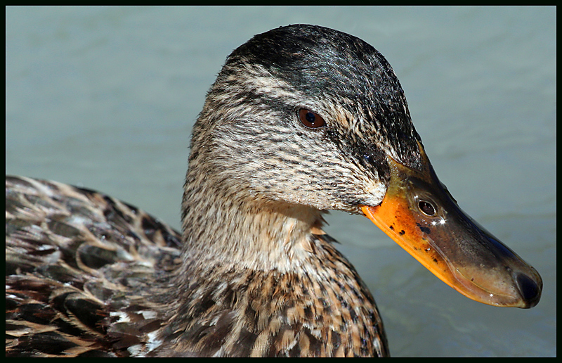 Guardami... sono bellissima!