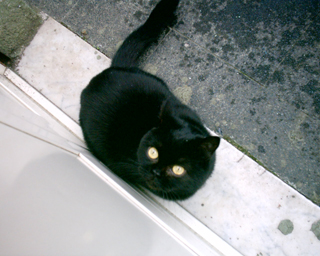 My little PIGGY cat!