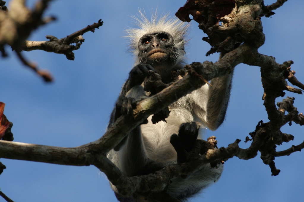 RED COLUMBUS ZANZIBAR