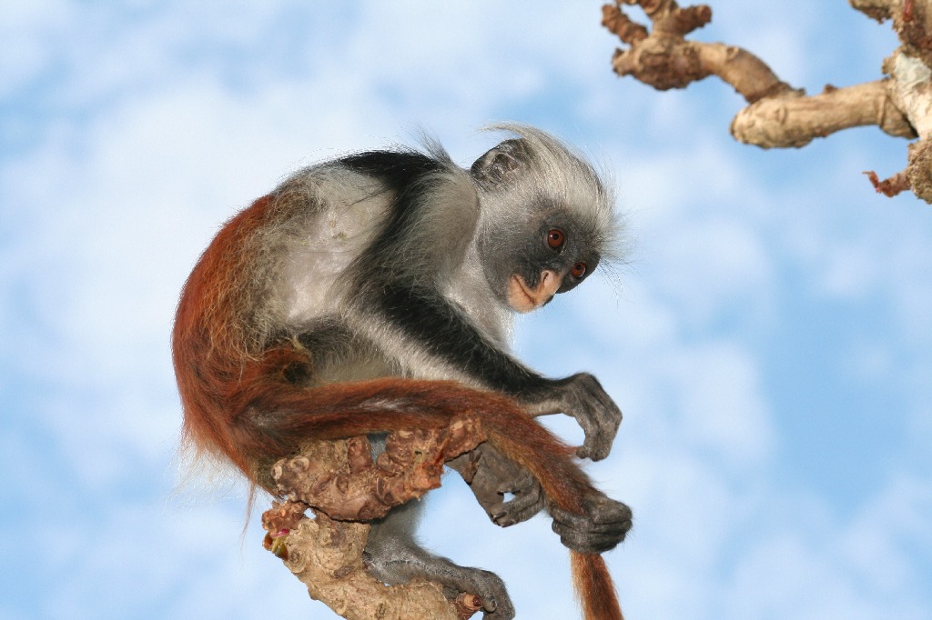 RED COLUMBUS ZANZIBAR 2006