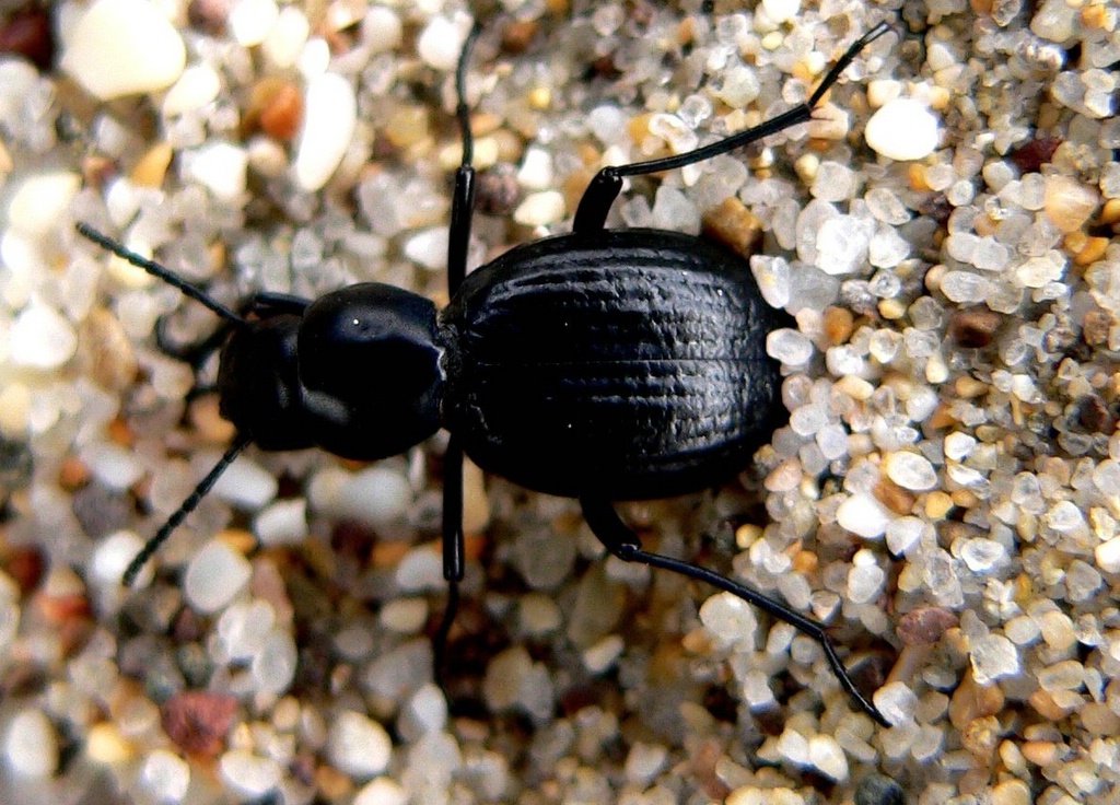 il bug del millennio