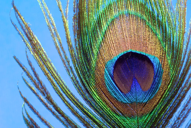 Piuma di pavone