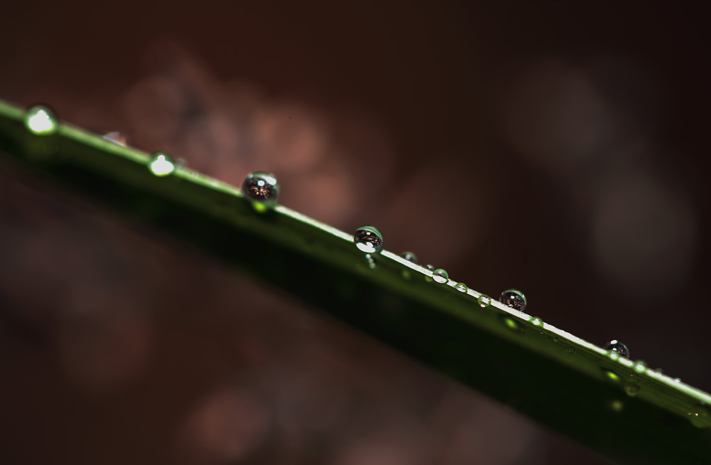 l'equilibrio della natura