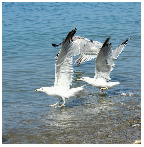 dancing on the water