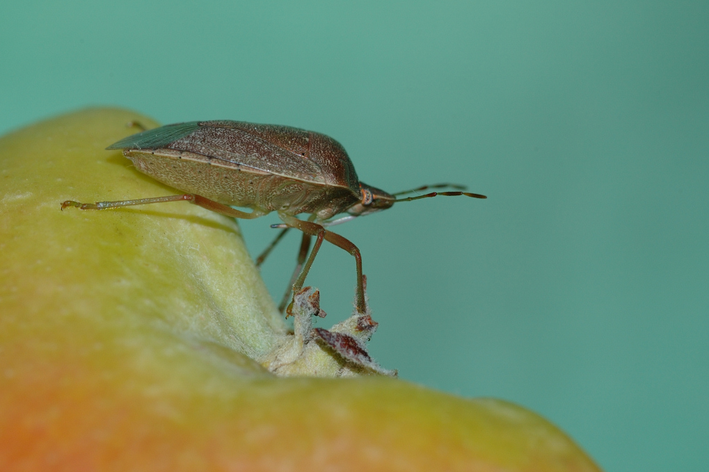 Vado a pranzo al piano di sotto...