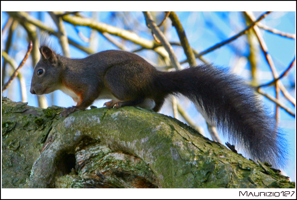 Scoiattolo 2