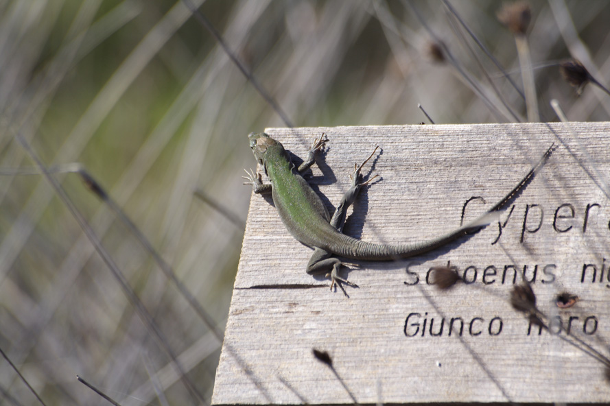 lucertola in posa...