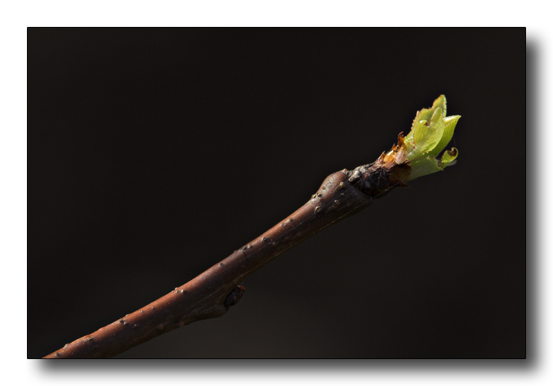 germoglio in controluce