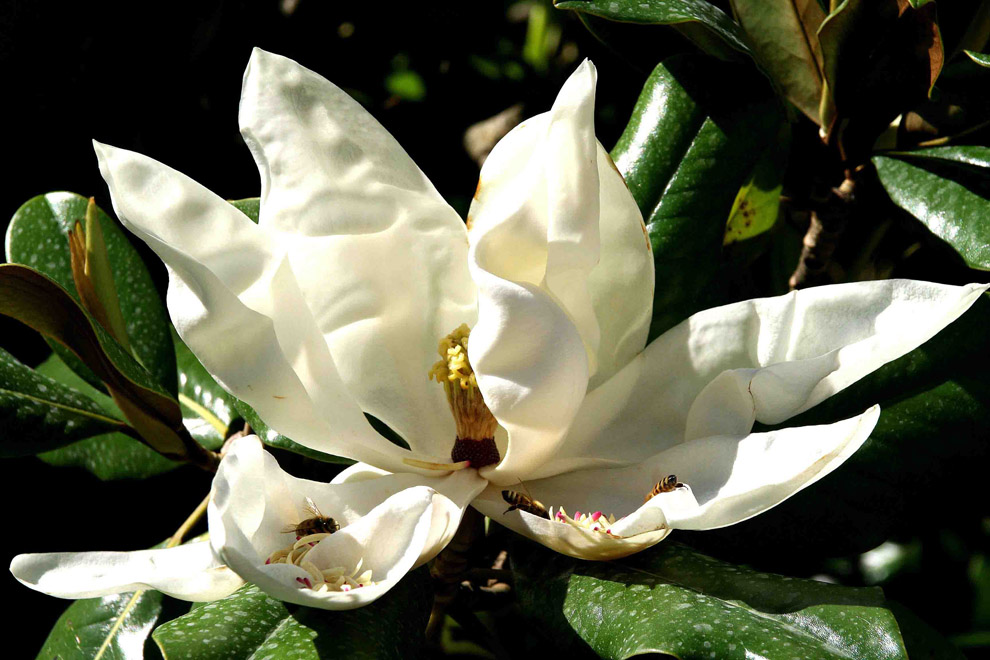 ancora magnolia