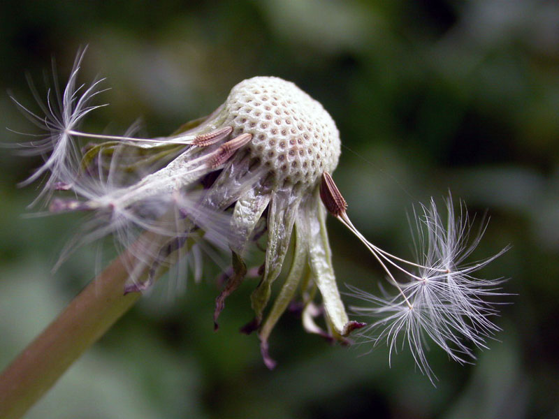 ormai siamo rimasti in pochi...