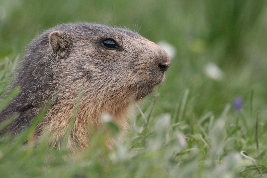 MARMOTTA - SESTRIERE