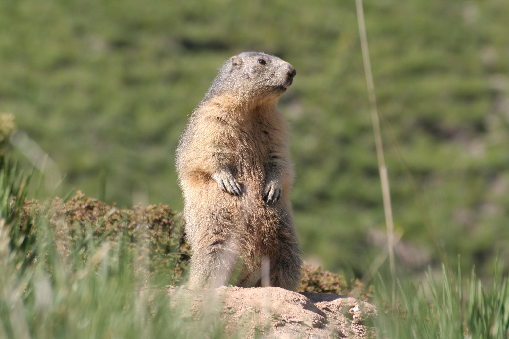 MARMOTTA - SESTRIERE