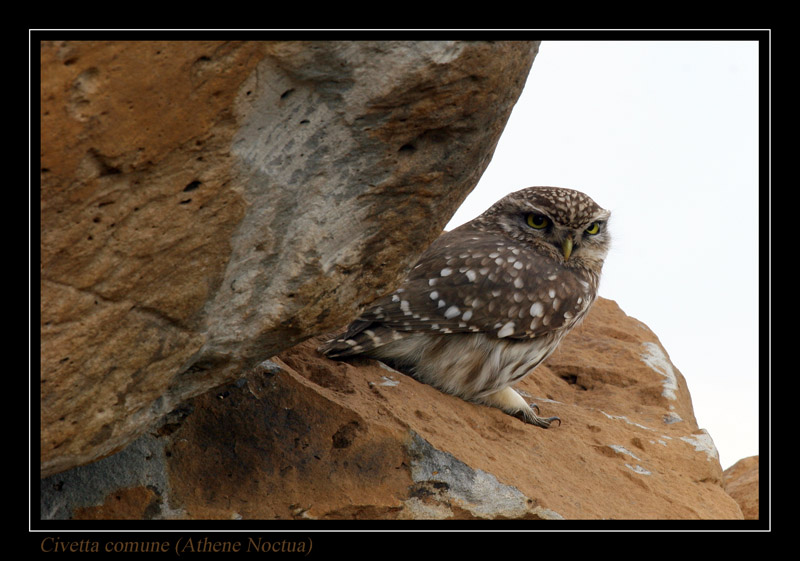 Civetta
