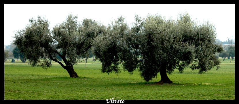 uliveto