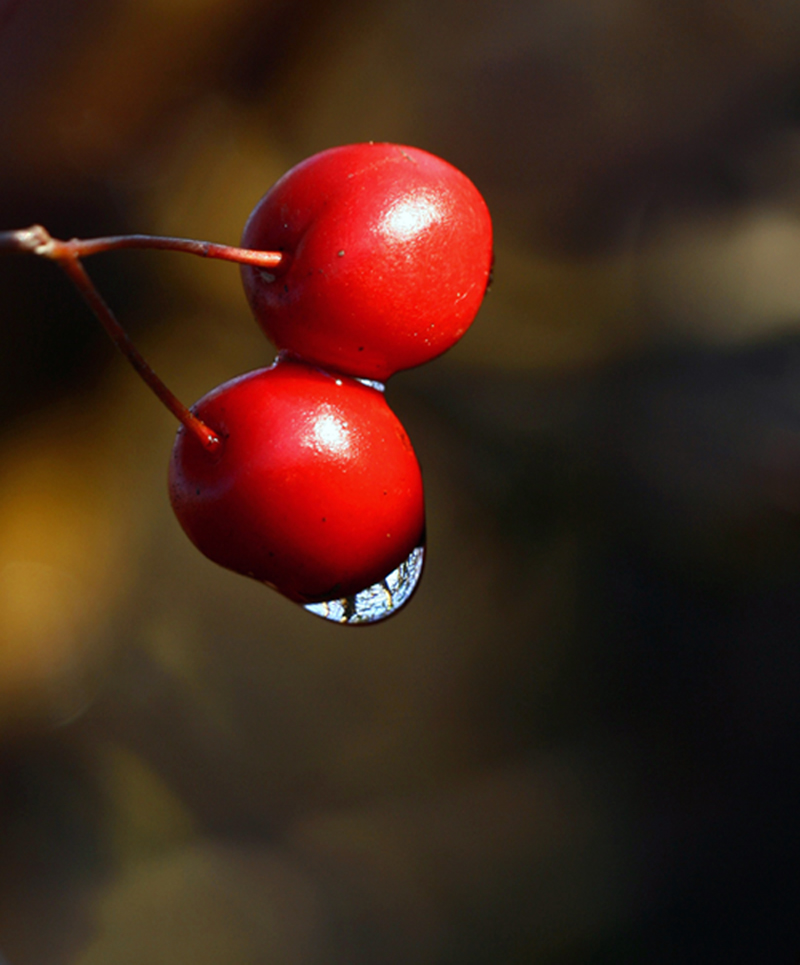 rosa canina e goccia