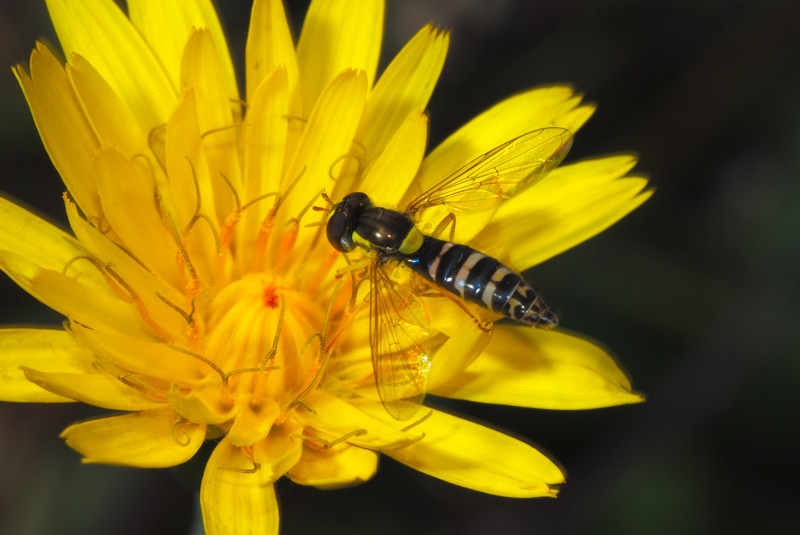 L'ultima delle lul�.........