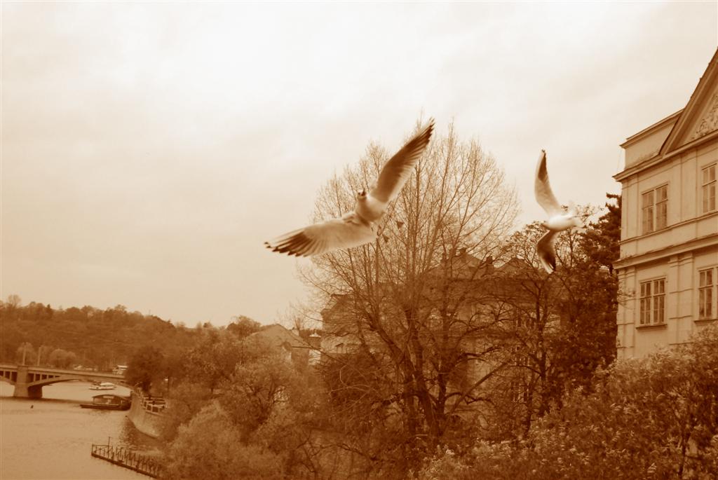 Gabbiani su Ponte Carlo