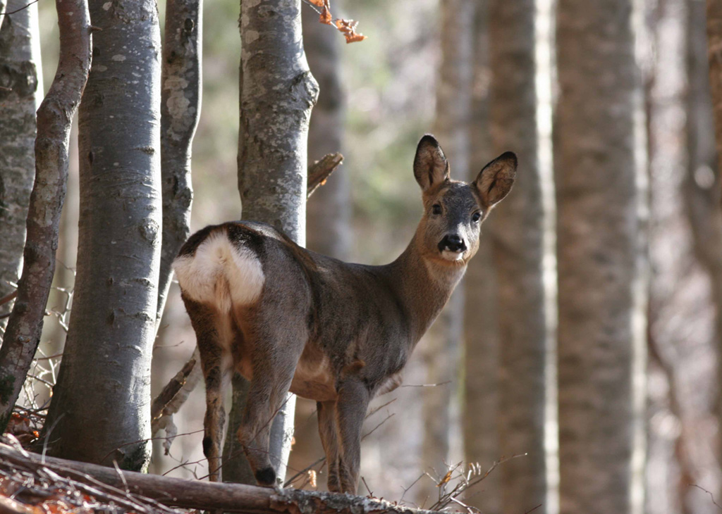 .....nel bosco in autunno