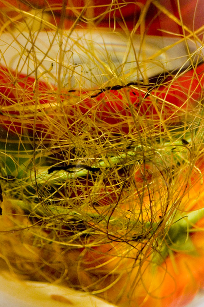 fANTASY INTERSPACIALE