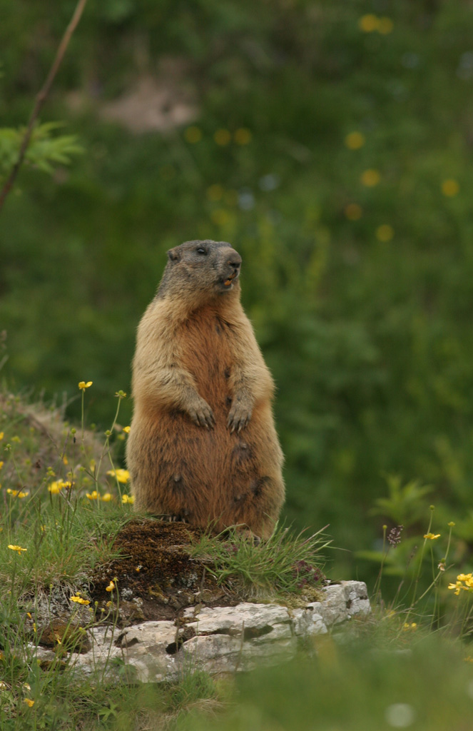Marmotta