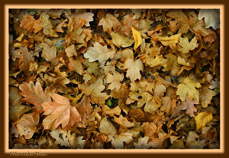 Meraviglia sotto i piedi