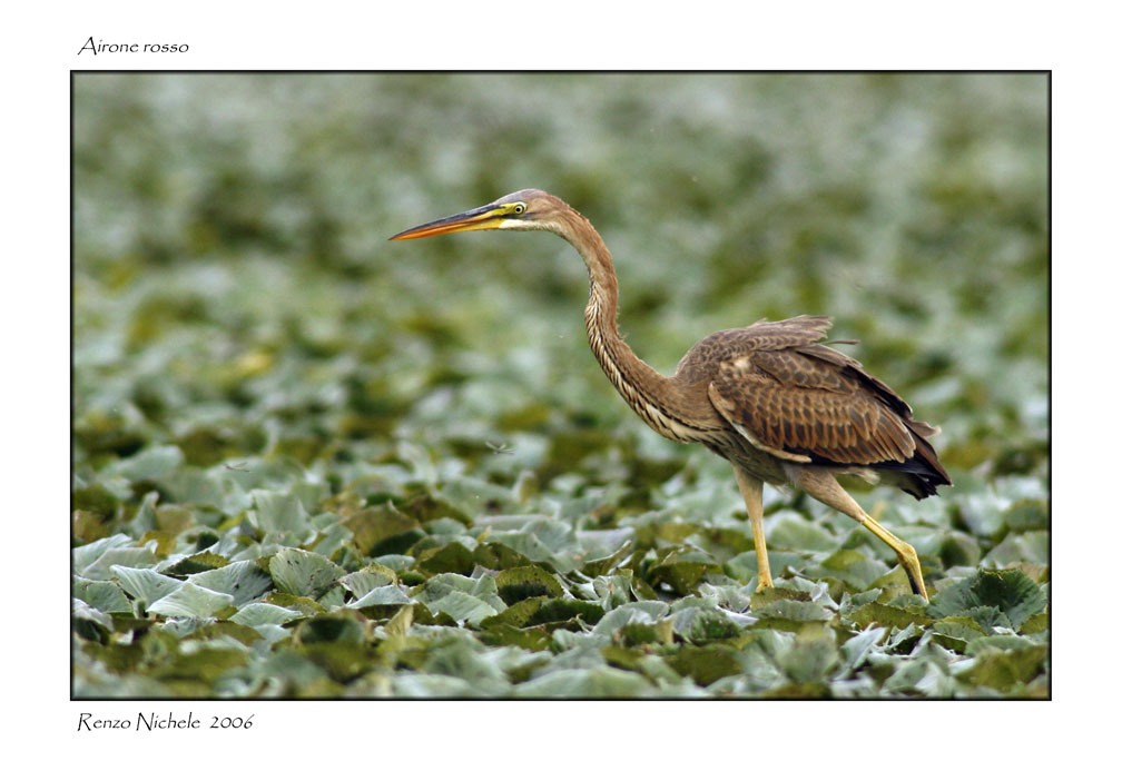 Renzo-Airone Rosso