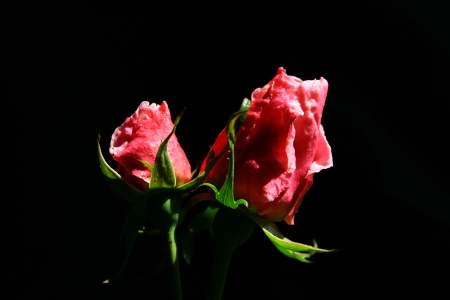 Strangers in December