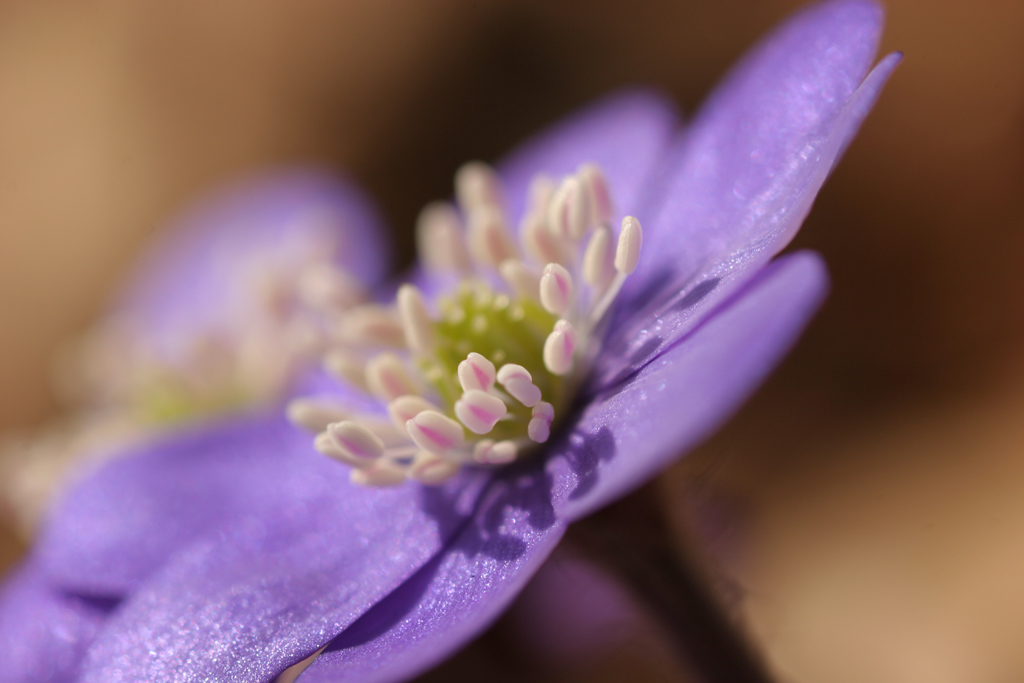 Il risveglio della primavera