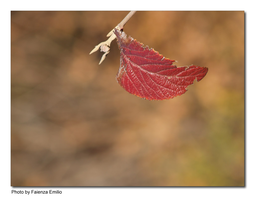 colori d'autunno 3