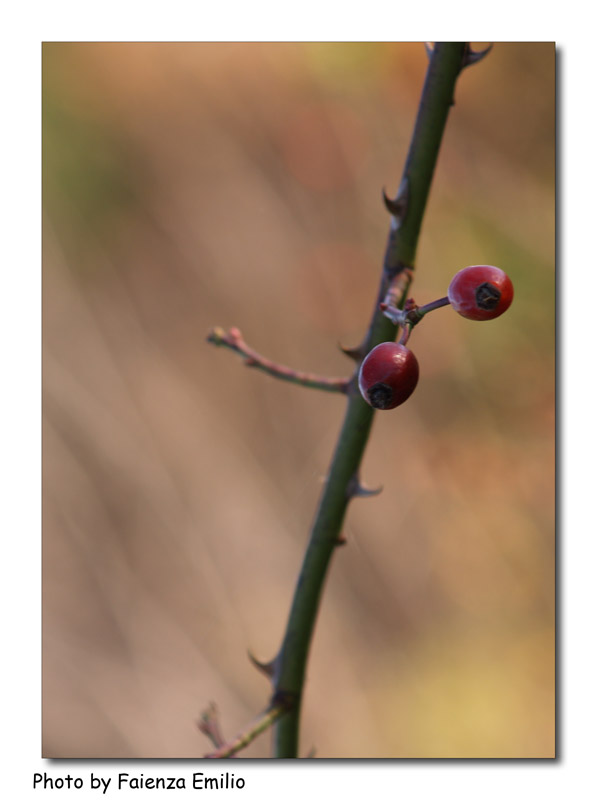 Rosa canina