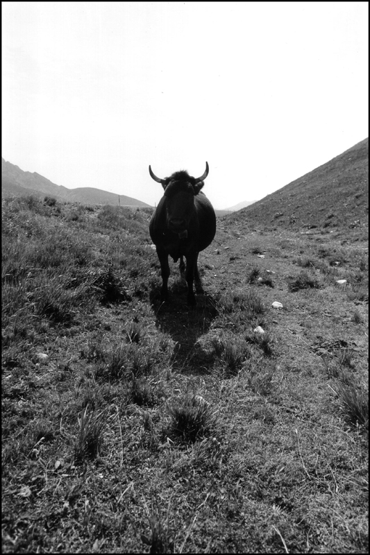 Mezzogiorno di fuoco