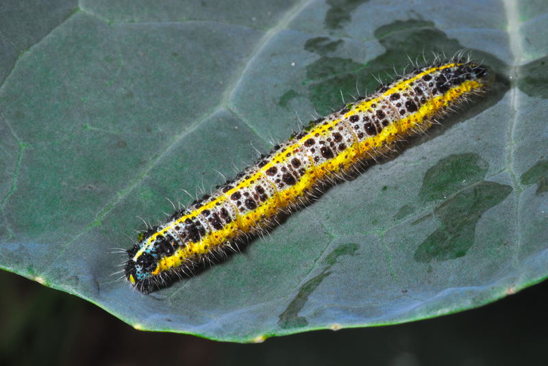 bruko del cavolo....