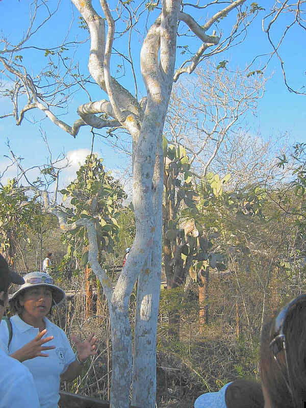 Galapagos Tree