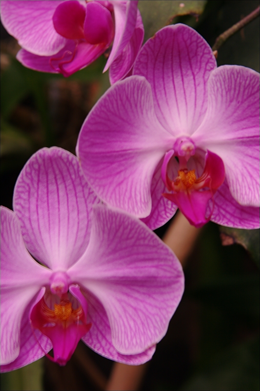 Orto Botanico-3