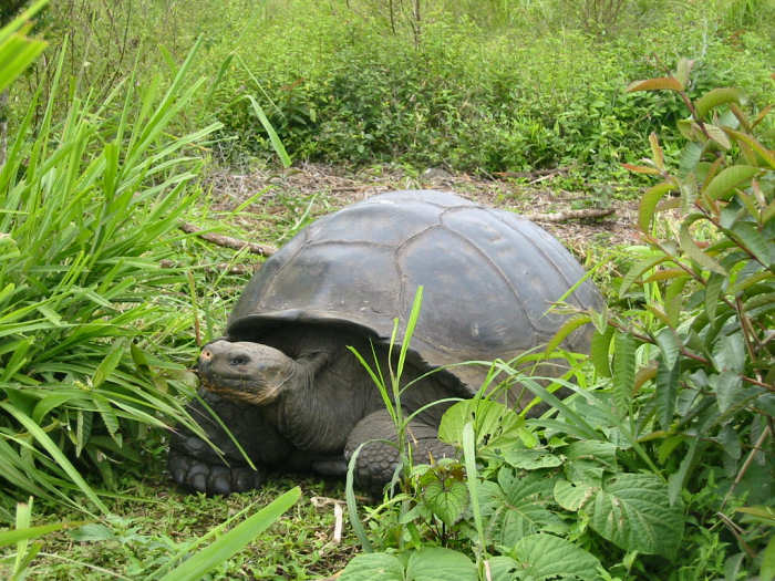 Galapagos - Giant Tortoise