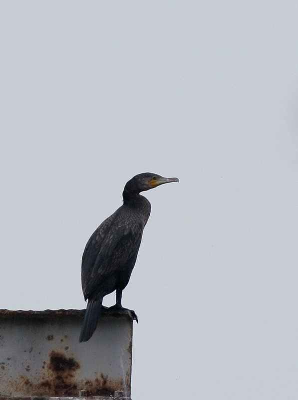 senza sole (per pierdamiano)