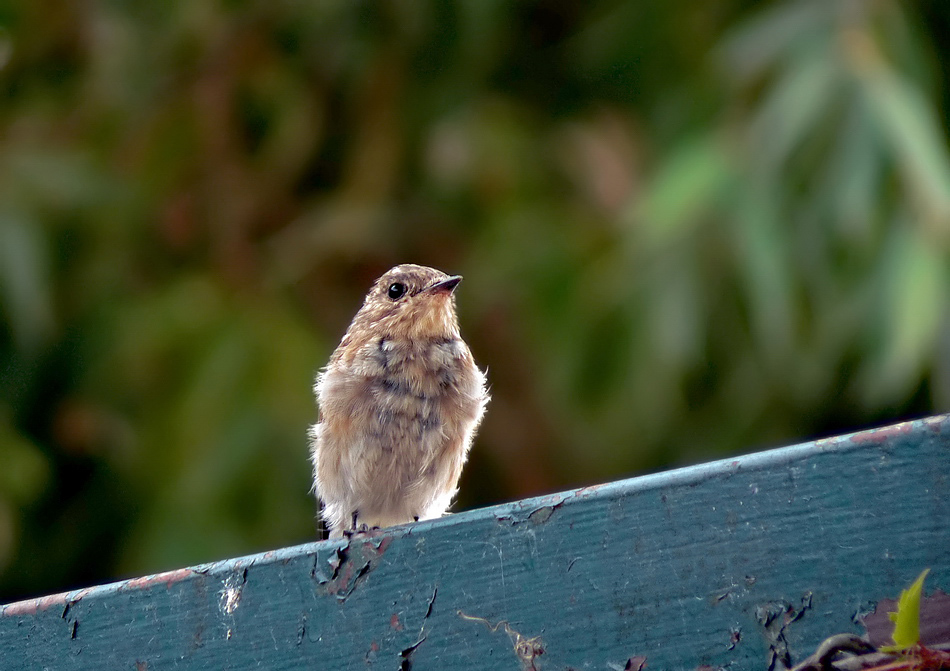 Un piccolo Pigliamosche