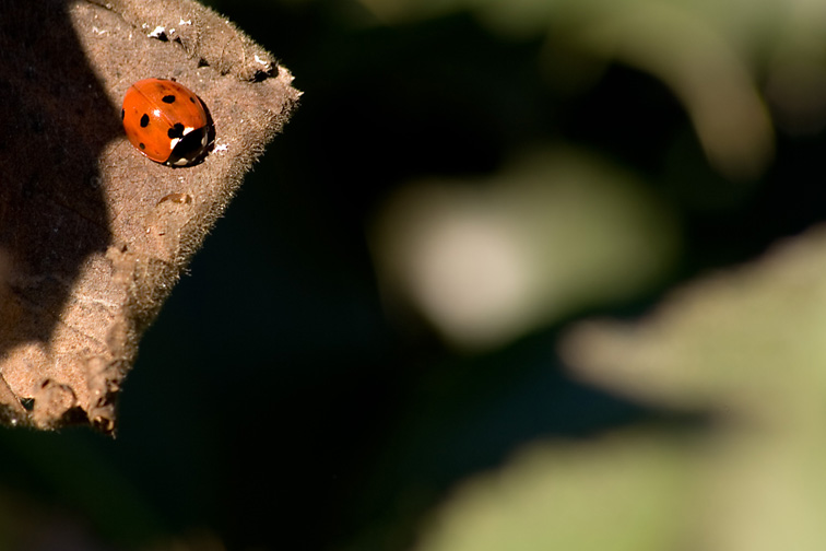 Coccinella al sole