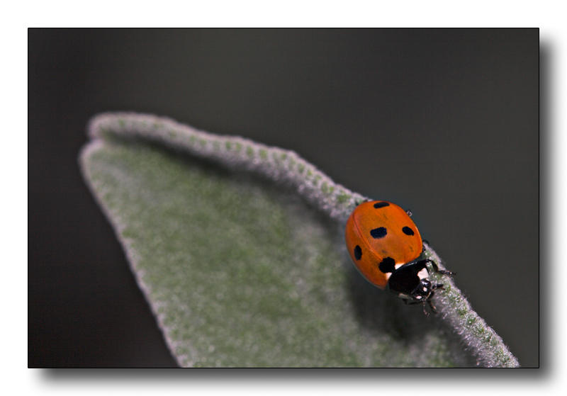 coccinella a dicembre