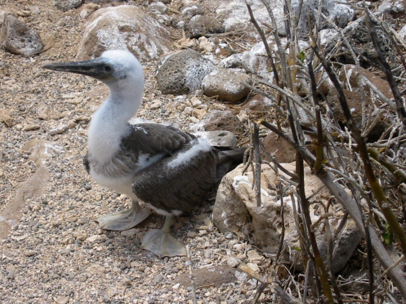 Galapagos - Blue Booby Bird