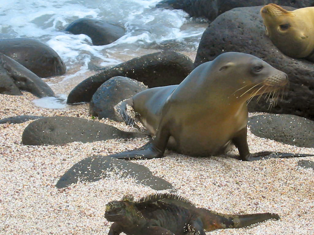 Galapagos - Seal & Lizard