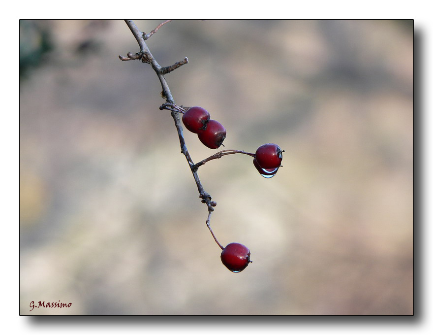 il rosso che lacrima