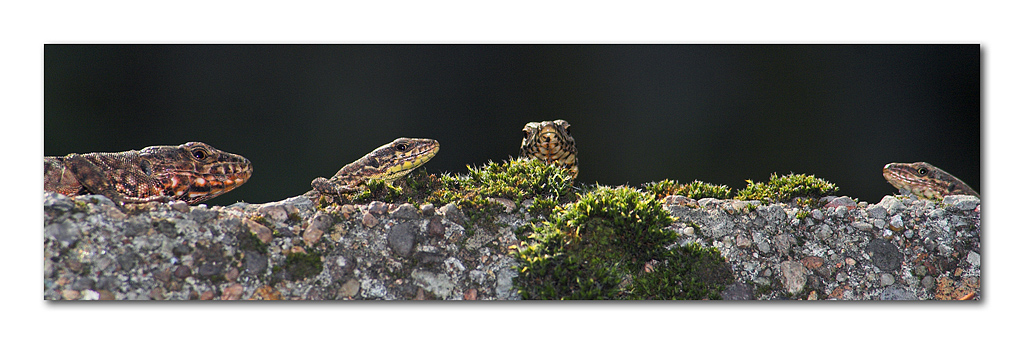 L'allegra famigliola