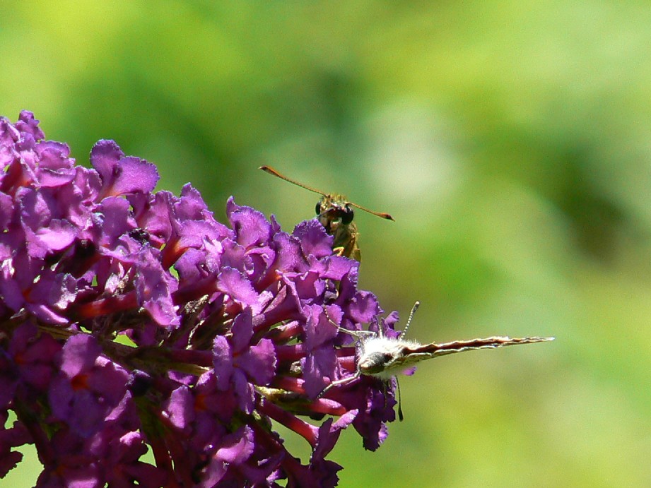 Chi c'e chi c'e.......... (Lumix)