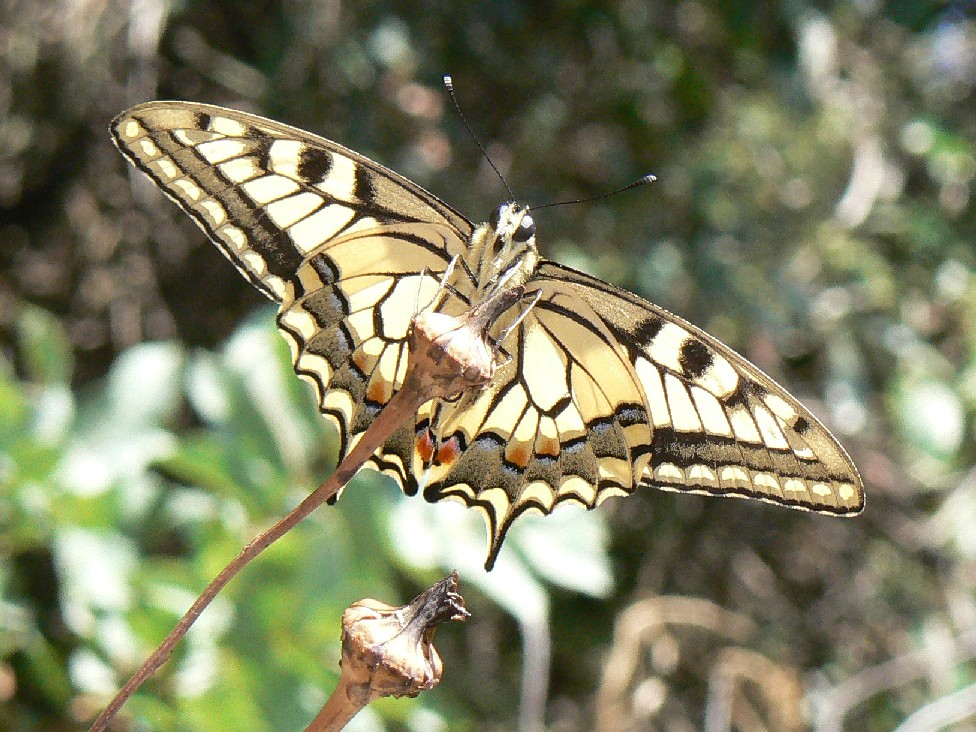 machaon vanitosa..........